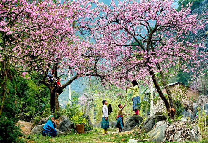Cao nguyên Mộc Châu tháng giêng ngập trong sắc hồng phai