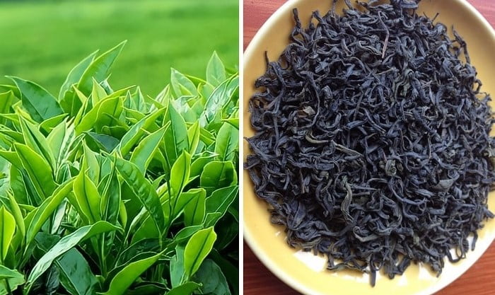Chè Bát Tiên Sơn Động - Đặc sản mua về làm quà biếu ở Bắc Giang