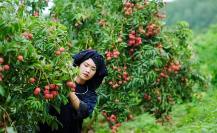 Trái cây đặc sản Bắc Giang - Đặc sản Lục Nam, Lục Ngạn Bắc Giang