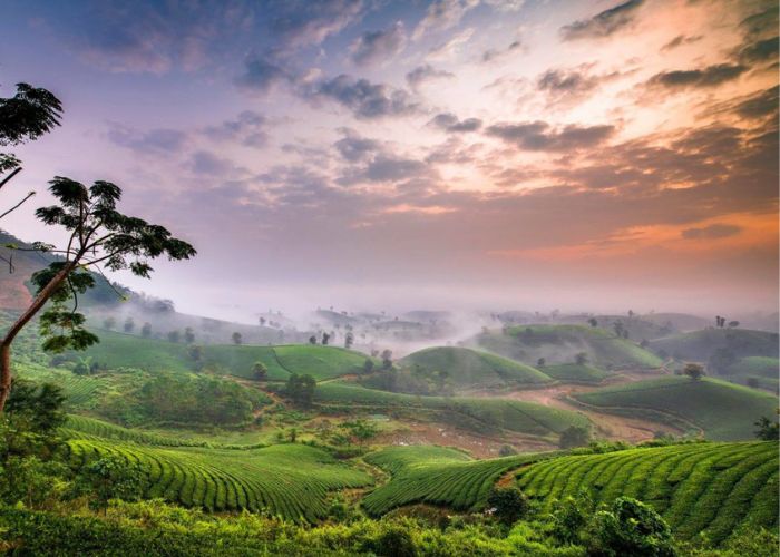 Quang cảnh đồi chè Tân Cương hiện lên xanh mát vào buổi xế chiều